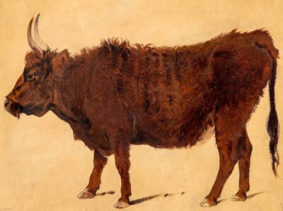 Oil painting Study-of-a-Highland-Cow-Richard-Ansdell-Oil-Painting Study-of-a-Hig