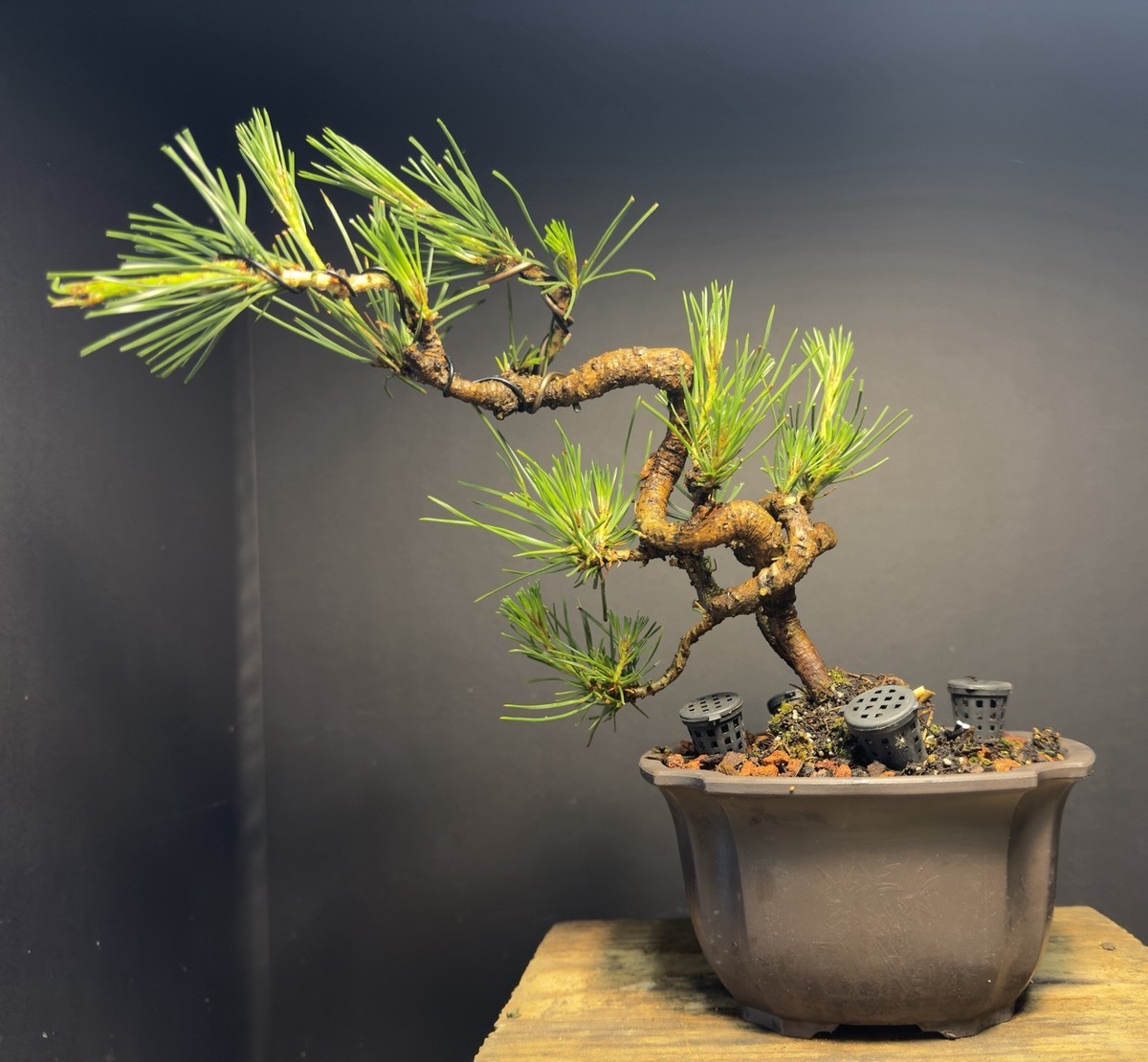 Bonsai Tree Japanese Black Pine Trained “Dragon” Style 11” Tall