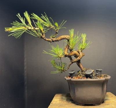 Bonsai Tree Japanese Black Pine Trained Dragon Style 11 Tall Plastic  Grow Pot | eBay