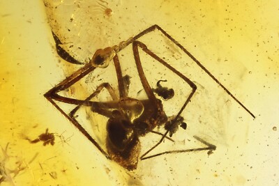 Rare Scaffold web Spider Nesticidae. Fossil inclusion Baltic amber #12586