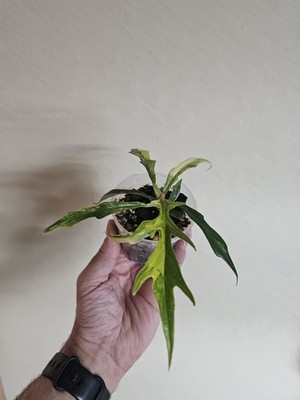 Philodendron Tortum Variegated Aroid Fully Rooted
