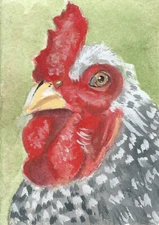 Aceo Art Trading Card baseball card Dominic Rooster print