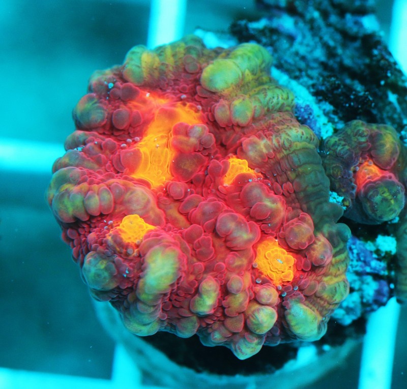 Iron Man Chalice Frag Zoanthids Zoa Paly SPS LPS Corals, WYSIWYG