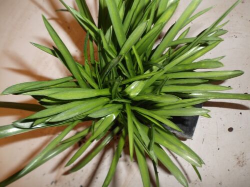 Hyacinthoides Non-scripta Mill Houes Blue 9cm Pot!! Double Bluebell - Picture 4 of 4