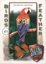 2021 Topps Allen and Ginter Birds of a Feather #BOF3 Scarlet Macaw Card