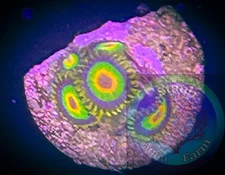 SAF~ “WYSIWYG” Rasta Zoanthid Frag, Palythoa, Paly, Zoa, Coral Colony