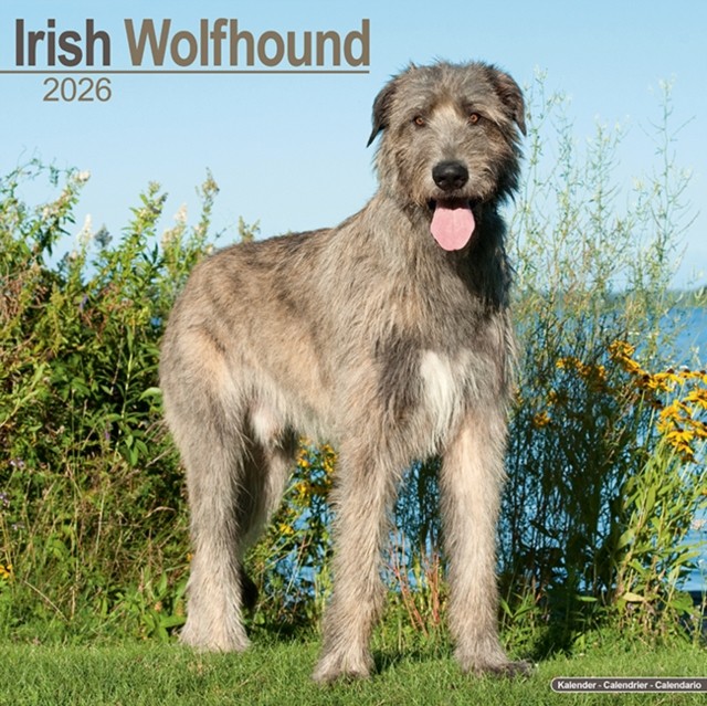 Irish Wolfhound 2026 Calendar | Square Wall Calendar | Dog Breed Gift | Plastic Free Packaging | by Avonside Publishing - Image 2