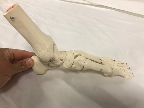 Anatomical Skeleton Foot A31L Left Rigid w/ Wire Tibia Fibula 3B Scientific New - Picture 8 of 12