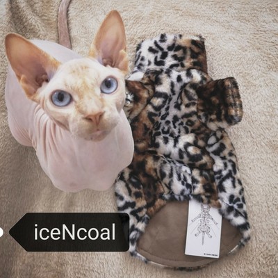 luxury cat clothes