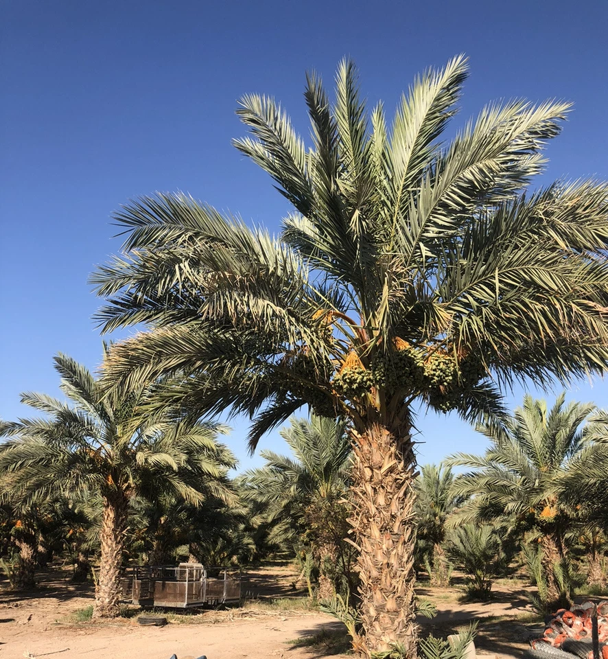 MEDJOOL FECHAS FRESCAS 11 LB. GRANDE.. FECHA FRESCA CALIFORNIA. ENVÍO RÁPIDO GRATIS. Foto 3 de 4