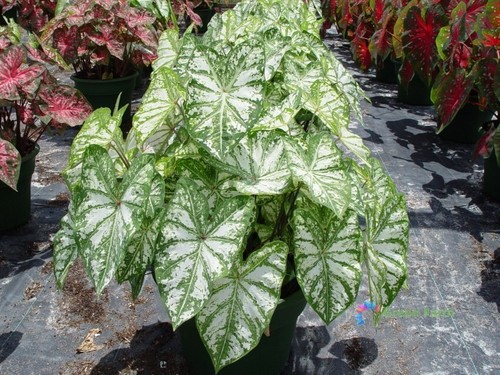 50 Samen Caladium weißes Blatt Elefantenohr Herz Jesus Engelsflügel Haus Gartenarbeit - Bild 14 von 15