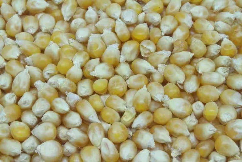 MEGA Jumbo Popcorn Corn 1kg - Golden Yellow, Extra Large Flakes Flavouring-Sugar.com - Image 2 of 4