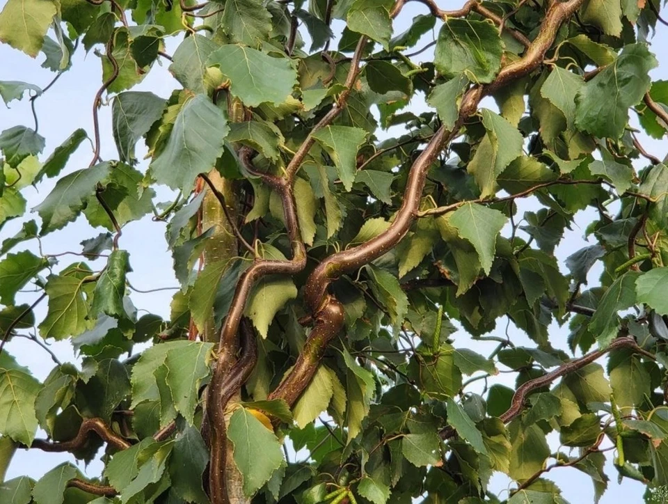 Säulenbirke SPIDER ALLEY 100 cm im Container - Bild 4 von 4