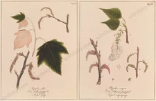 "Botanical Studies", Two Watercolored Etchings, early 19th century (1)