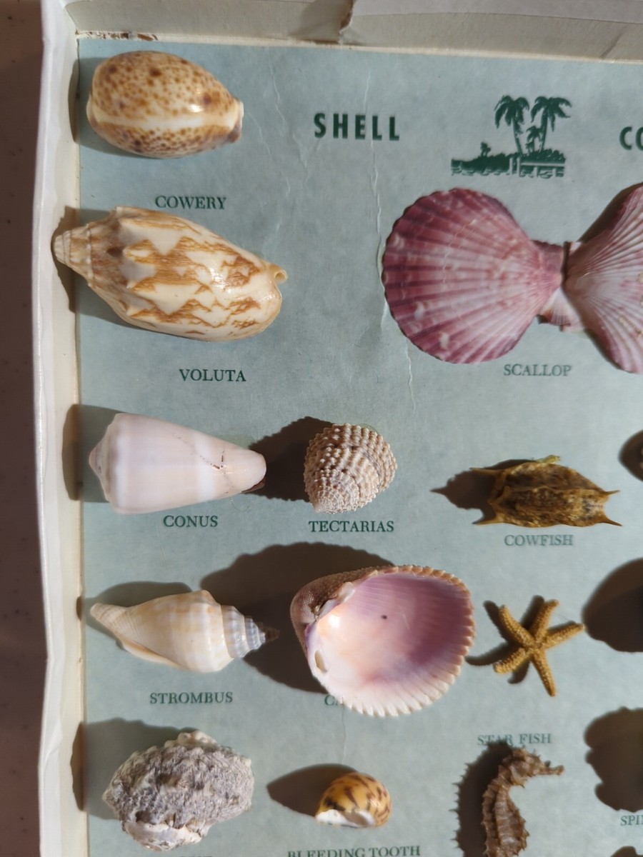 Vintage Labeled Sea Shell Collection In 11