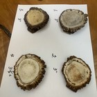 4 Elk Antler Burr Sheds /great Carving Or Crafts — photo 2