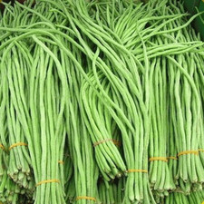 30 Yard Long Bean Seeds  Oriental Yard Long  NEW Season