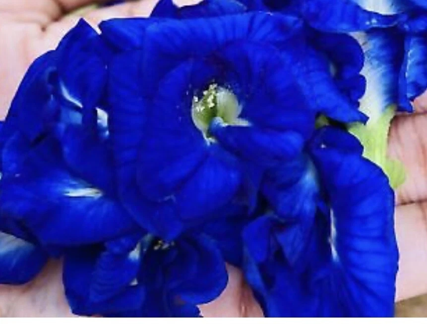 有机蝴蝶豌豆花茶 3.5 盎司 (100 克) - 最多 500 份 — 第 3/4 张图片