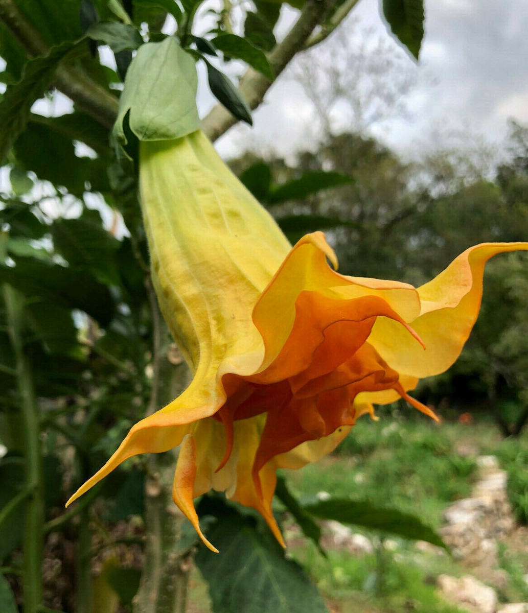 ROOTED Brugmansia Angel Trumpet SAMADHI Small Plant Tropical Perennial |  eBay