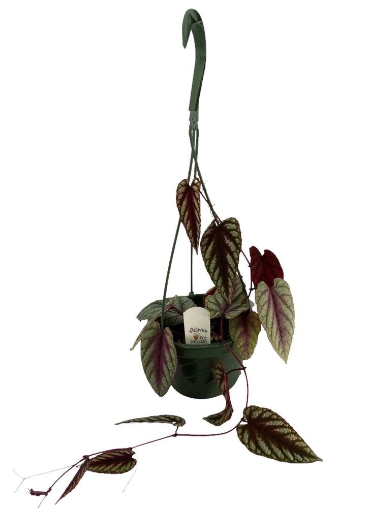 Rex Begonia Vine Cissus Discolor in 6 Inch Hanging Basket by FlowerPotNursery