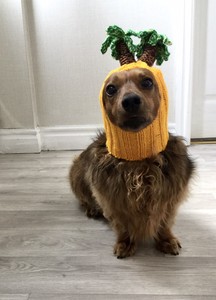 sausage dog hat