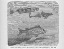 Zingel (Zingel zingel) Kaulbarsch (Gymnocephalus cernua) Holzstich von 1892