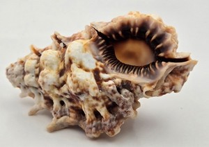 Bursa Lamarckii - 72.44 mm - Huge - Gorgeous Choice