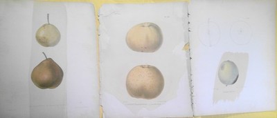 3 Antike Apple Lithographien - Ebenezer Emmons, Jr. Del. / Richard Pease [1840]