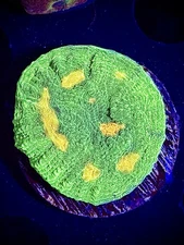 Coral King Shipping Module