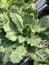 1.3-1.6cm RareSucculent Plant Euphorbia fishbone Caudex Boutique Random