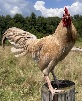 6+ Lavender/Splash Indio Gigante F1 Hybrid Hatching Eggs! RARE!