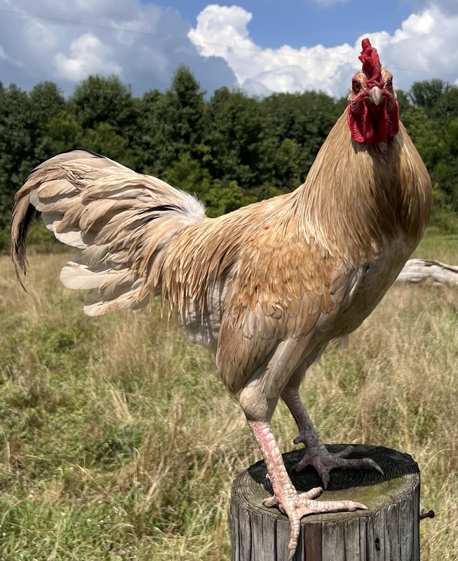 6+ Lavender/Splash Indio Gigante F1 Hybrid Hatching Eggs! RARE!