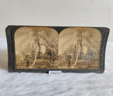 Vintage Keystone Blick Co Gathering Kokosnuss Jamaika Historisch Foto USA PP671