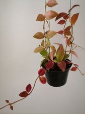 Planta de cera exterior interior tropical hojas rojas Hoya Walliniana