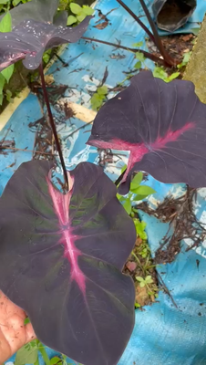 AUTHENTIC Colocasia Blue Velvet 1 bulbs | eBay