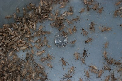 1000 LIVE 3/4'' sized banded crickets. Medium/Large.