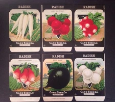 1930-40s Litho Antique Vintage Seed Packet Radish Group Card Seed Co. Pack Mint
