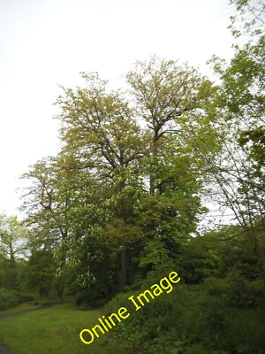 Photo 6x4 Trees in Brent Park, Golders Green Hendon/TQ2389 At some point c2014