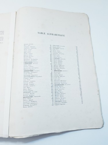 ENCYCLOPEDIE D'HISTOIRE NATURELLE - CARNASSIERS - Dr. Chenu / (seconda metà 800) - Picture 19 of 20