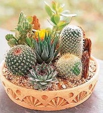 Rare Mixed Cactus Seeds, Succulents Seeds, 100pcs/pack