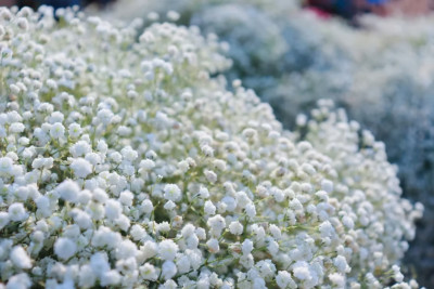 Sale1028 Gypsophila Babys Breath Schleierkraut 50 Samen