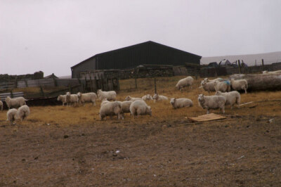 Foto 6x4 Schafe in Skaw Kirkaton Mehr als sonst wie das windige Wetter und c2008