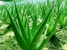 Aloe Vera Leaf Barbadensis Organic Edible Antioxidant, Skin Healing 16 -64 oz.