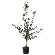 Graf Althans Reneklode Pflaumenbaum Zwetsche Buschbaum Halbstamm