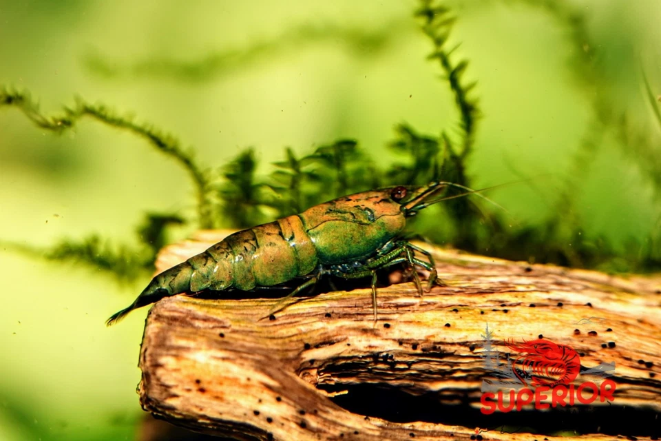 Новый 10 + 2 зеленый дыня креветки пресноводный Neocaridina аквариум живой гарантии - Изображение 3 из 4