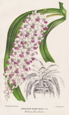 Saccolabium blumei Orchidee orchid Blume flower Botanik Lemaire Stroobant Litho