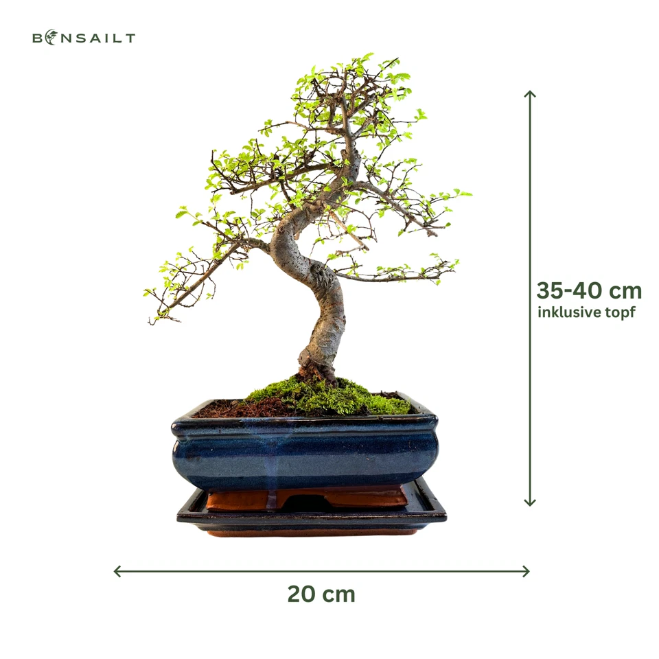 Chinesische Ulme Bonsai Baum 35-40 cm, 8-9 Jahre alt - Pflegeleichte Zimmerpflan - Bild 2 von 4