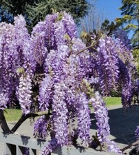 Semi Di Glicine  WISTERIA SINENSIS