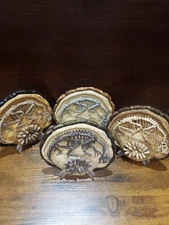 Oviraptor fossil, dinosaur, display (one)