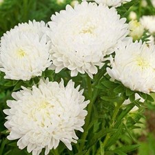 Aster colour carpet white 250 seeds Cottage flower garden collection